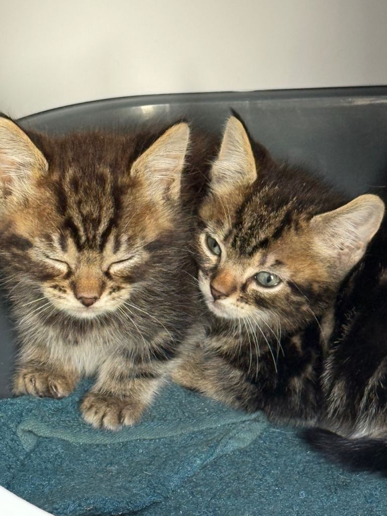 Cute kittens 30£ each