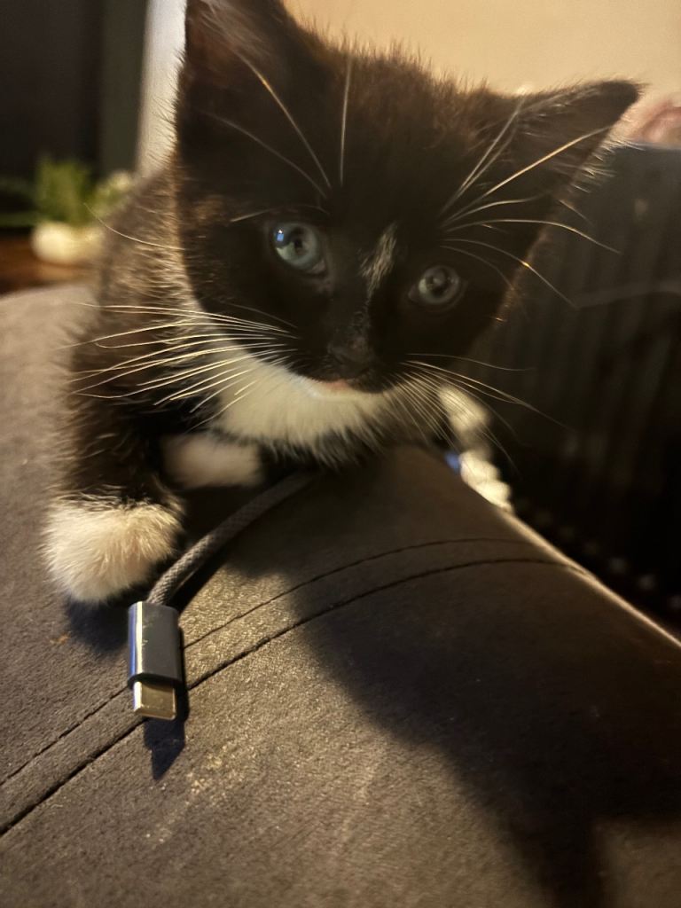 * only 1 left * Adorable tuxedo kittens ready now 