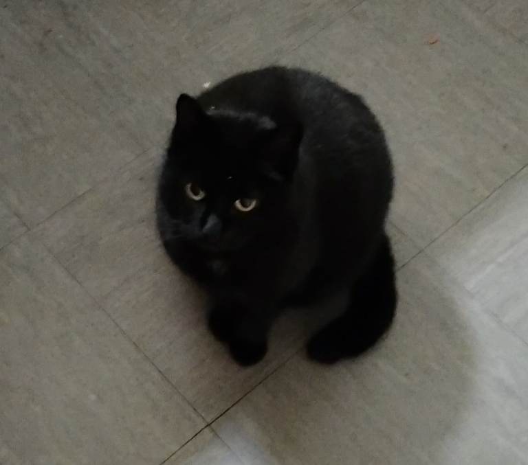 Adult black cat