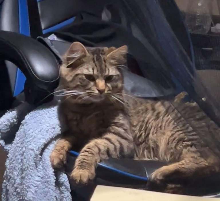 image for Adult male cat 