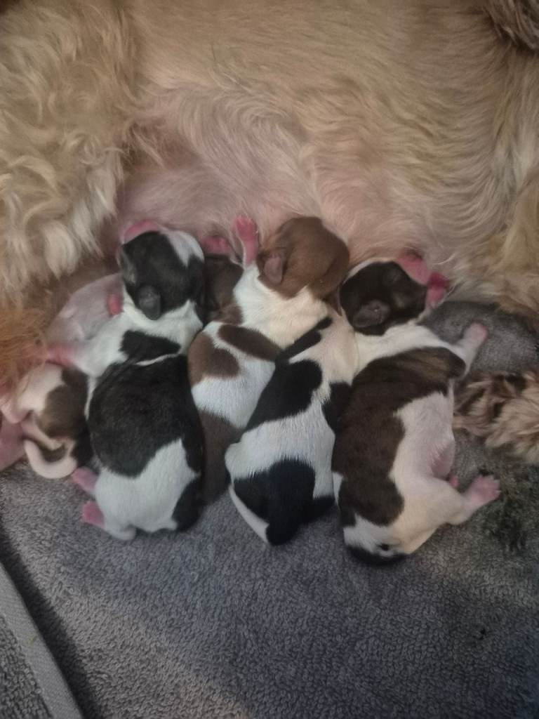 Full imperial shih-tzu 