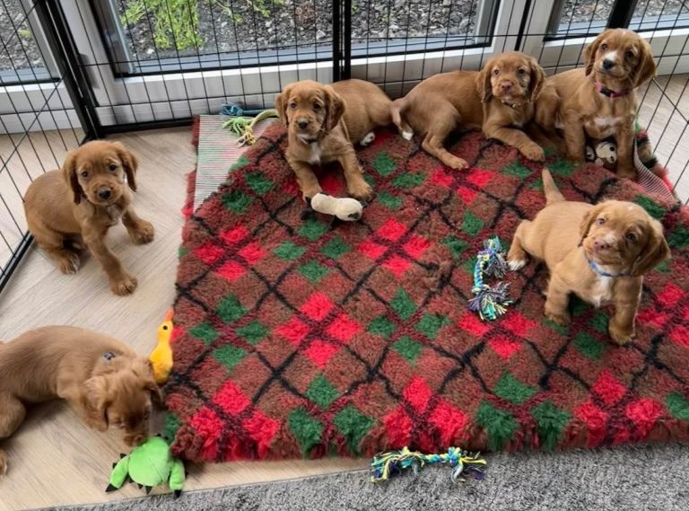Cocker Spaniel Puppies