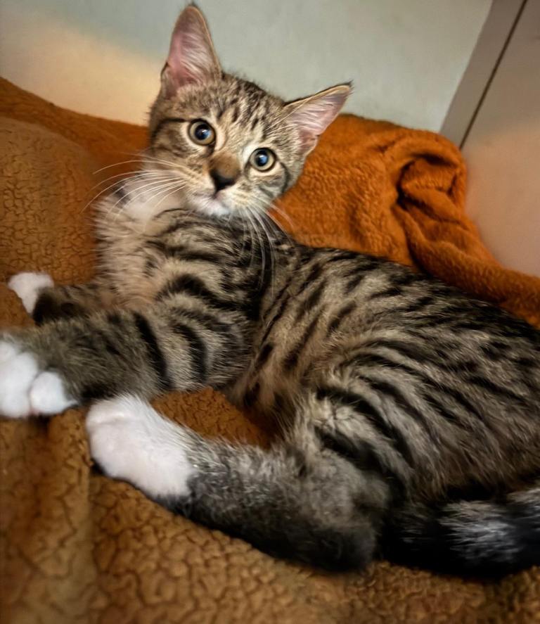 Stunning cross fluffy Bengal kittens 