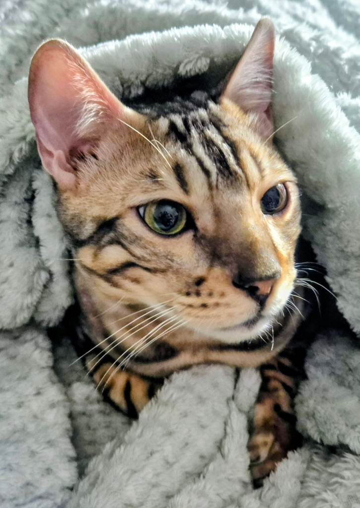 Pedigree Bengal cat for rehoming