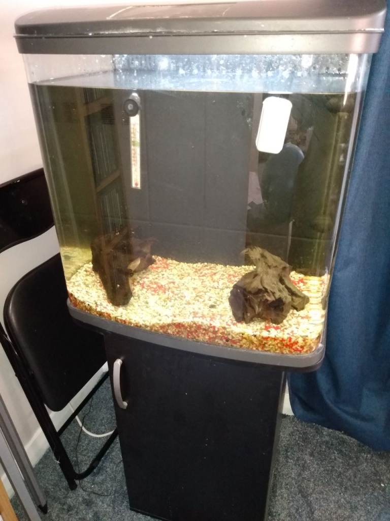 image for 100l tropical fish tank/aquarium with one bottom feeder fish