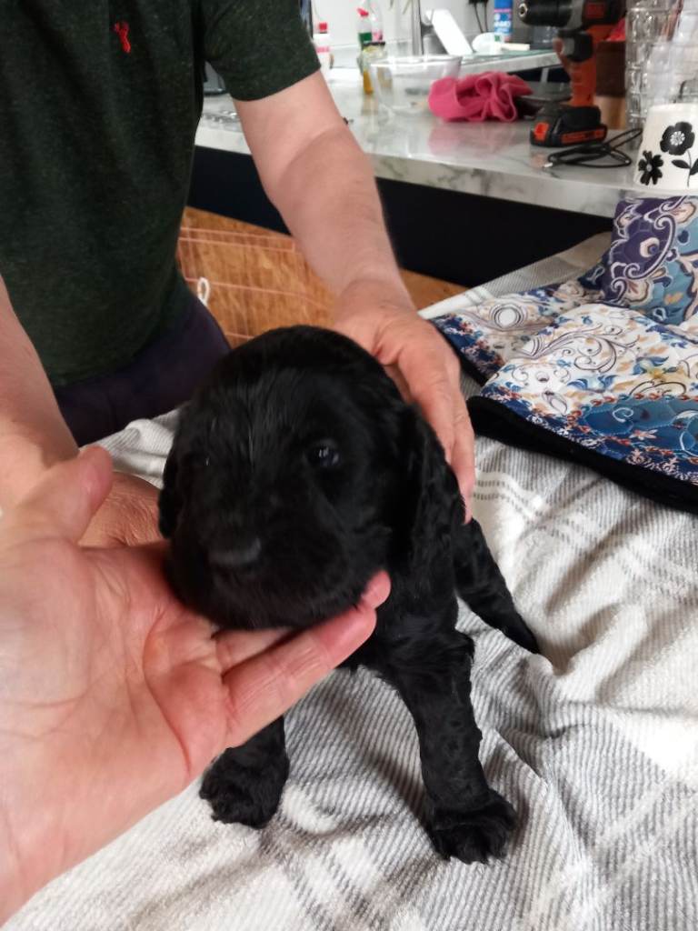 Cockapoo puppies