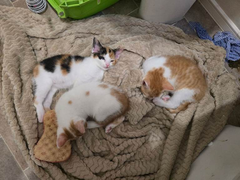 3 beautiful kittens looking for their forever homes.