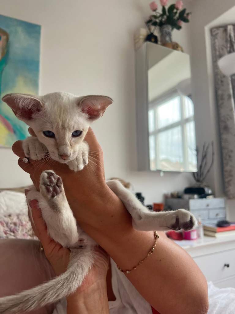 Siamese kittens ready to go