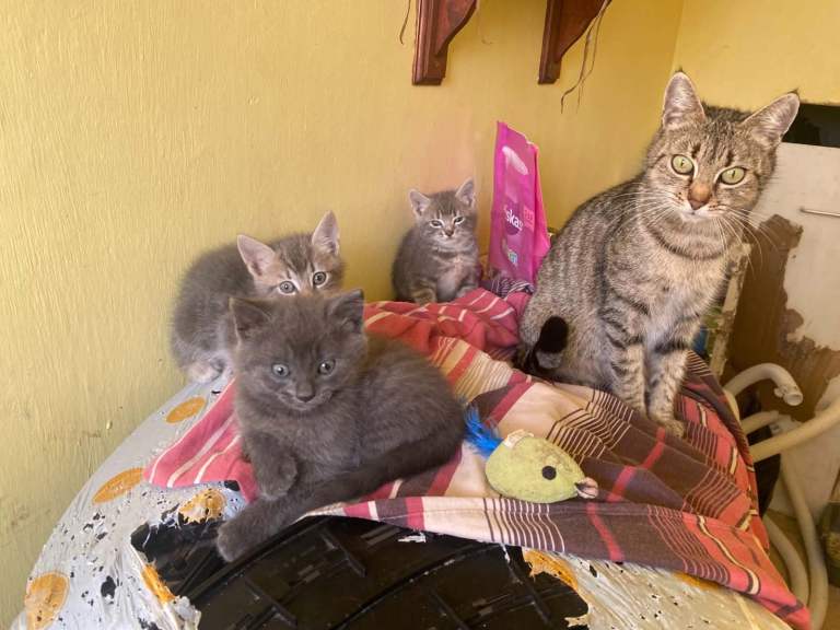 Adorable kittens looking for their forever home. 