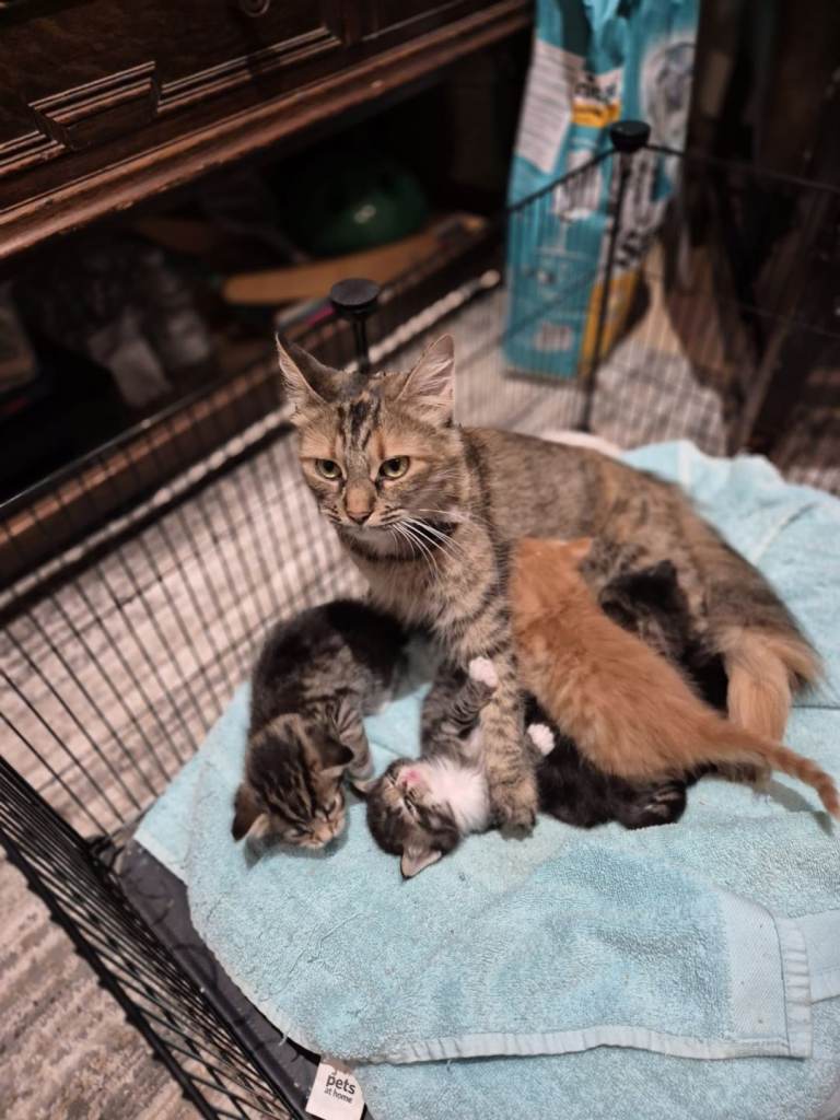Gorgeous norwegian forest kittens