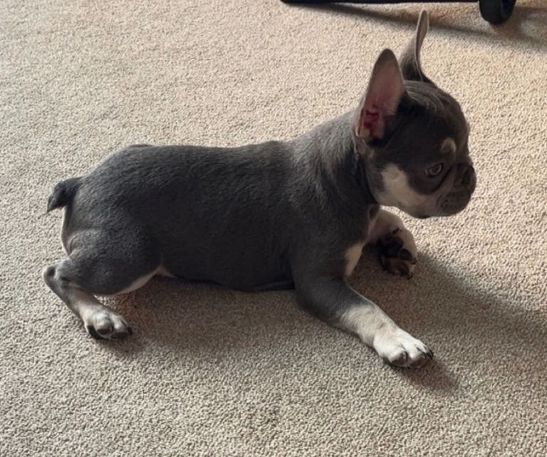 Male and female 9 month old small French bulldogs 