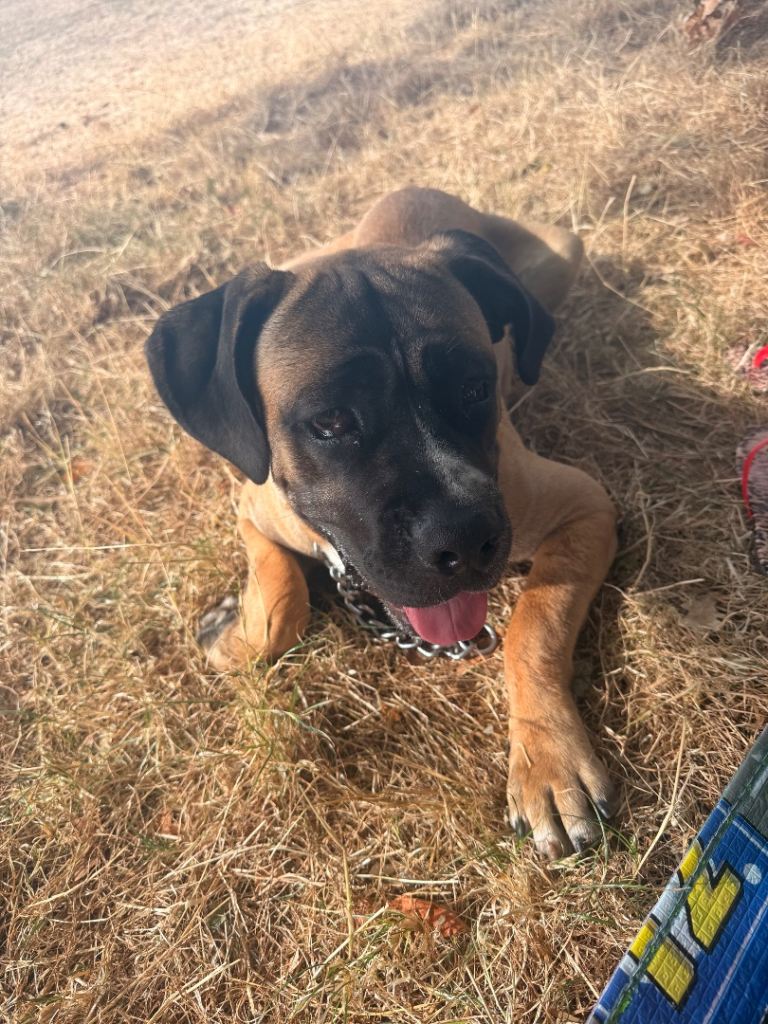 10-Month-Bullmastiff Boy – Looking for a Home