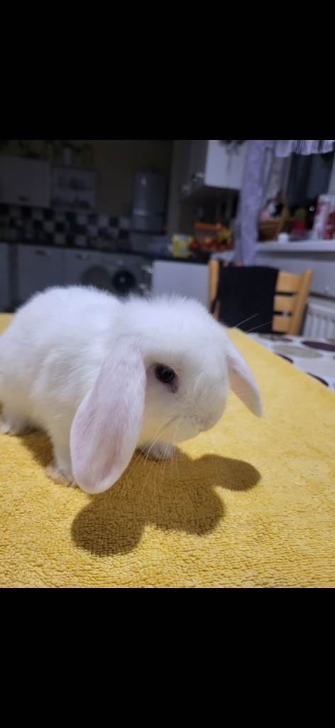 Beautiful mini lop 