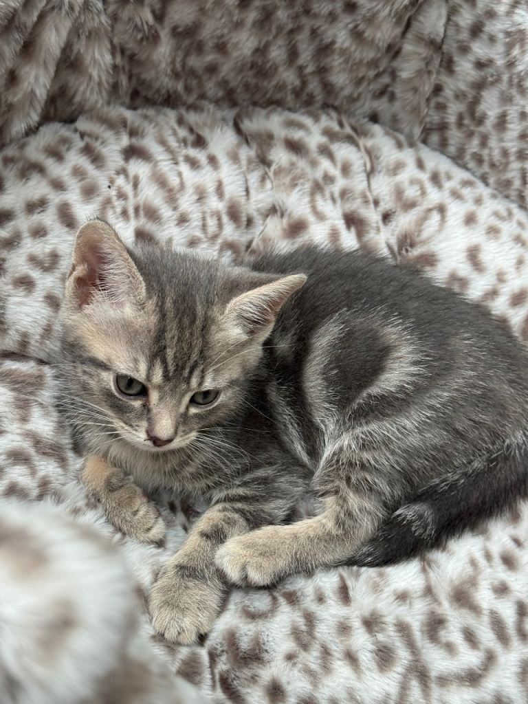 British shorthair x bengal cross breed 
