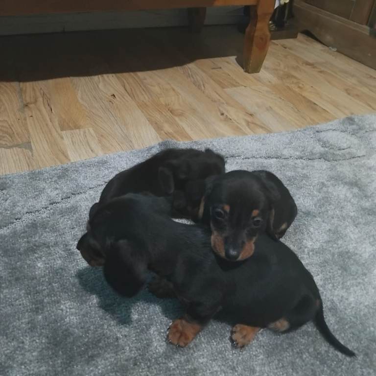 Dachshund puppies 