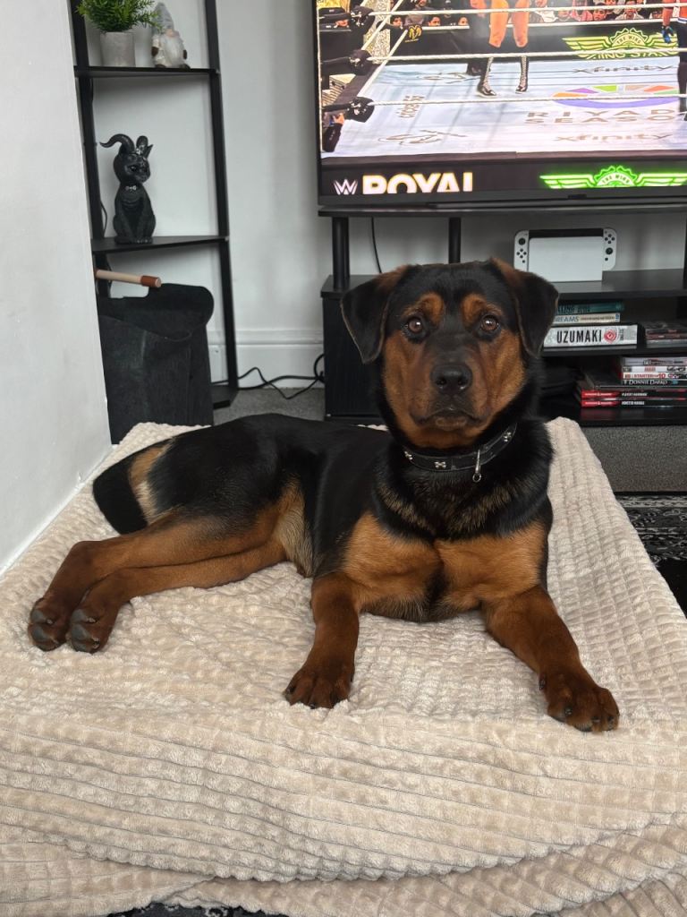 10 Month Old Female Rottweiler