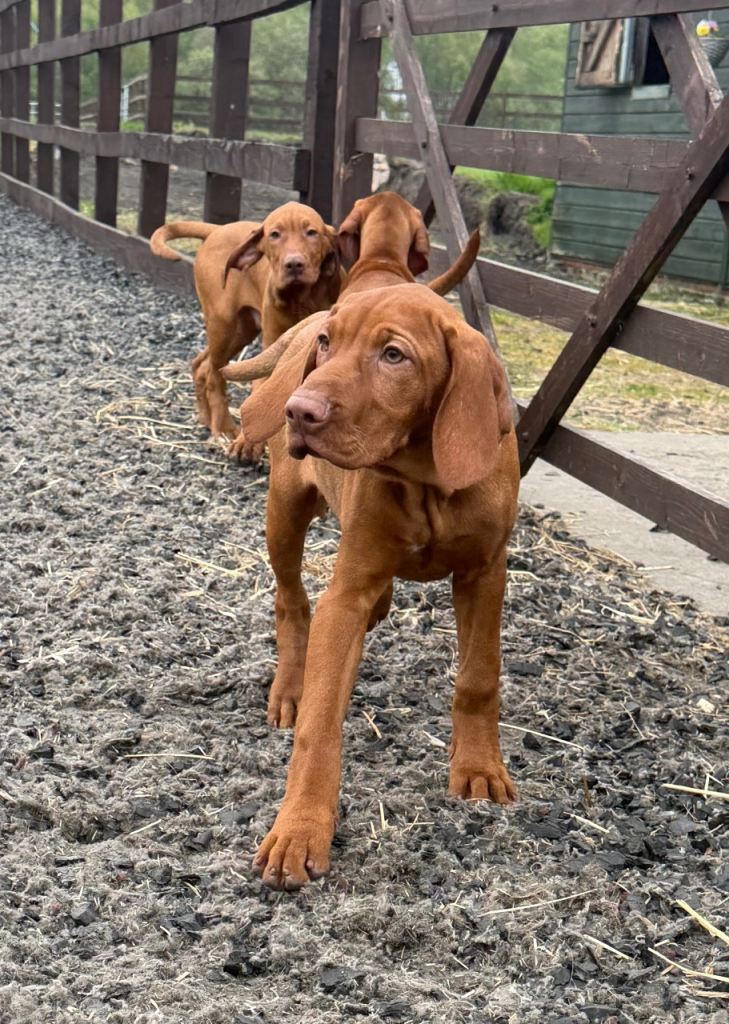 KC reg Hungarian Vizsla pups