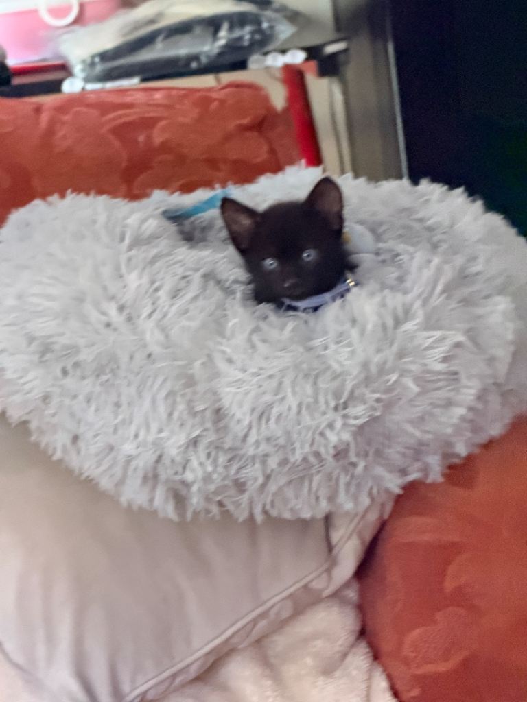 Black kitten needs loving home 