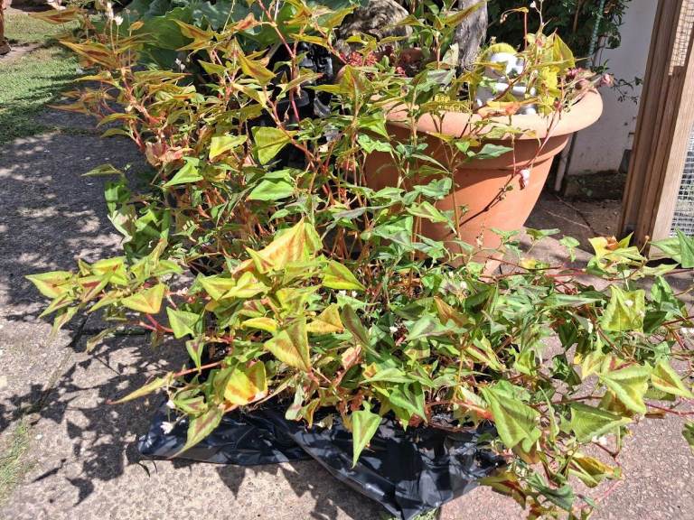 Purple Fantasy Garden Plant - Lovely deep colours, Heart Shape leaf - Ready to plant.