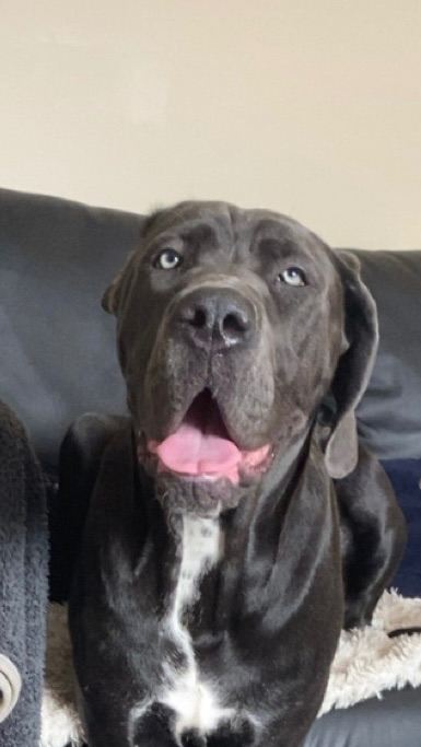 Female Great Dane x Cane Corso