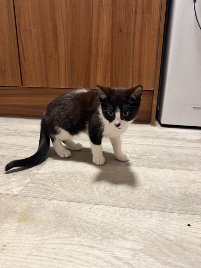 Male kitten