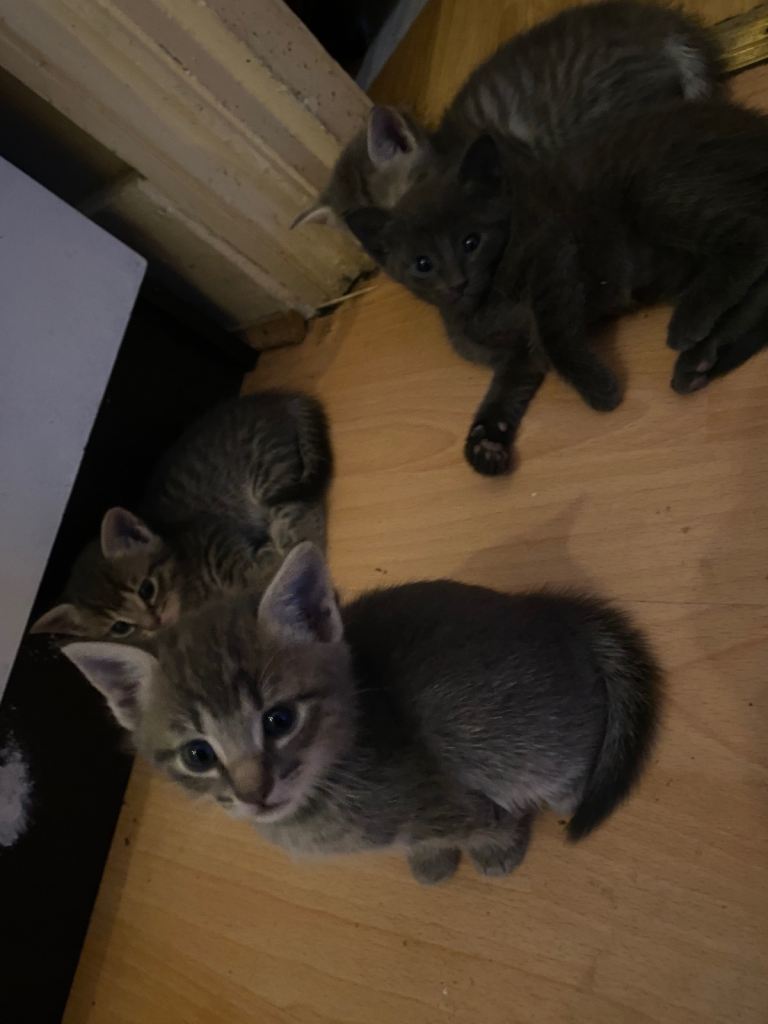 Only 1 female tabby left out of 5 kittens 