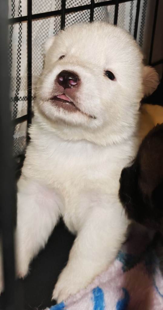Akita puppy's for sale 