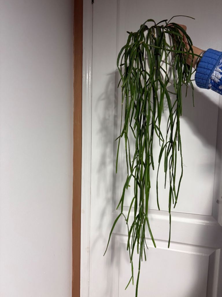 Rhipsalis Micrantha Plant 