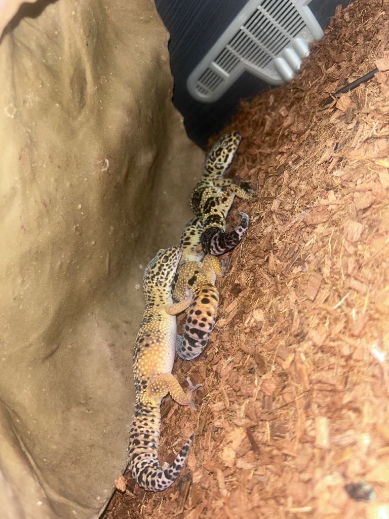 Leopard geckos