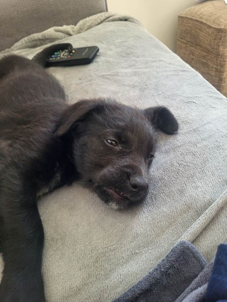 Male puppy for sale