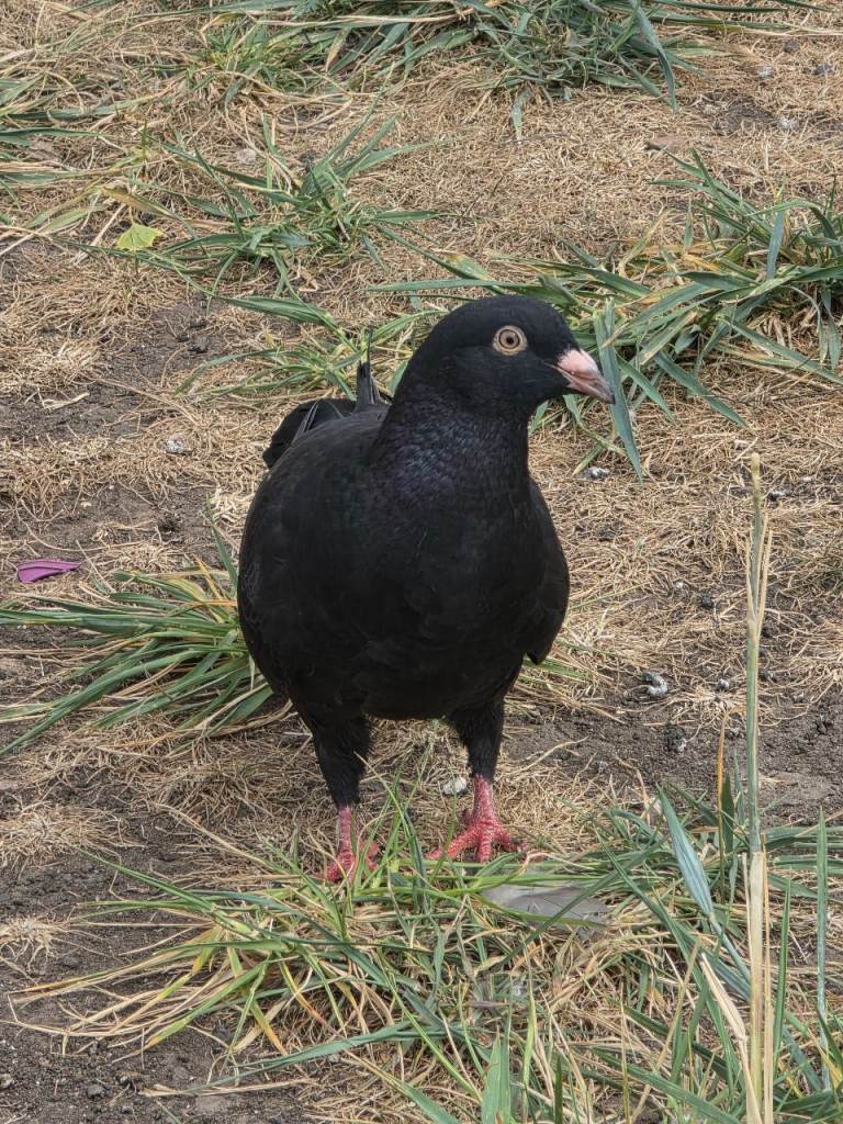 Pigeons 