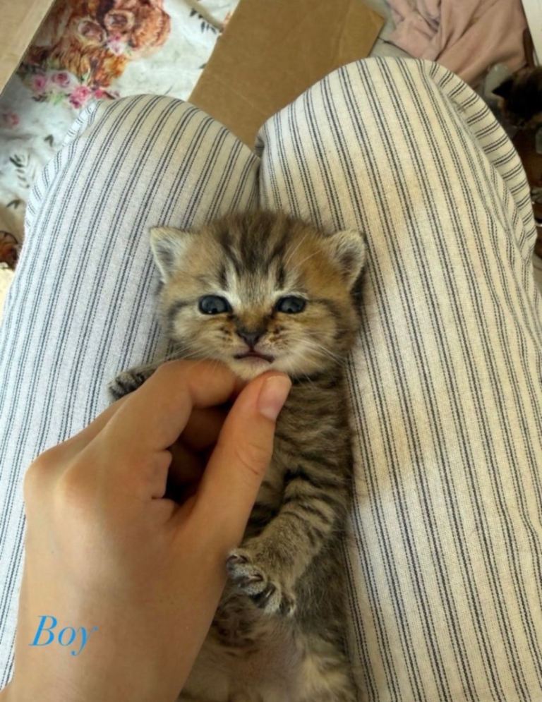 Last 2 blue British shorthair x Persian kittens 