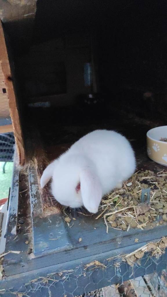 Baby rabbits
