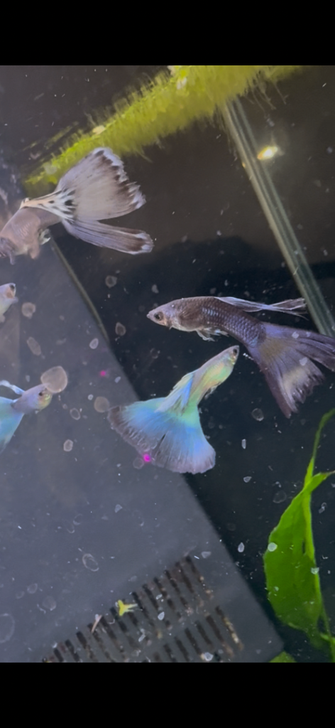 MOSCOW GUPPIES / Cichlids / platy  