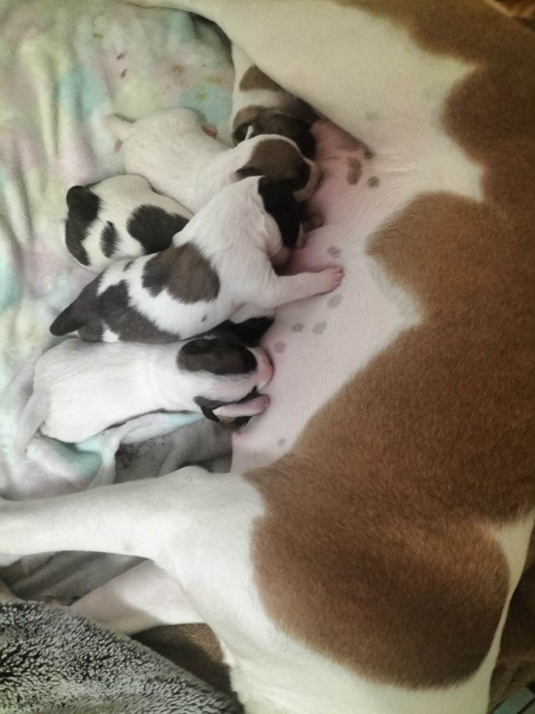 1 PUPPY LEFT READY TO LEAVE 