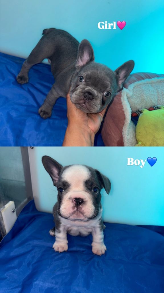 2 bigrope frenchies puppies 