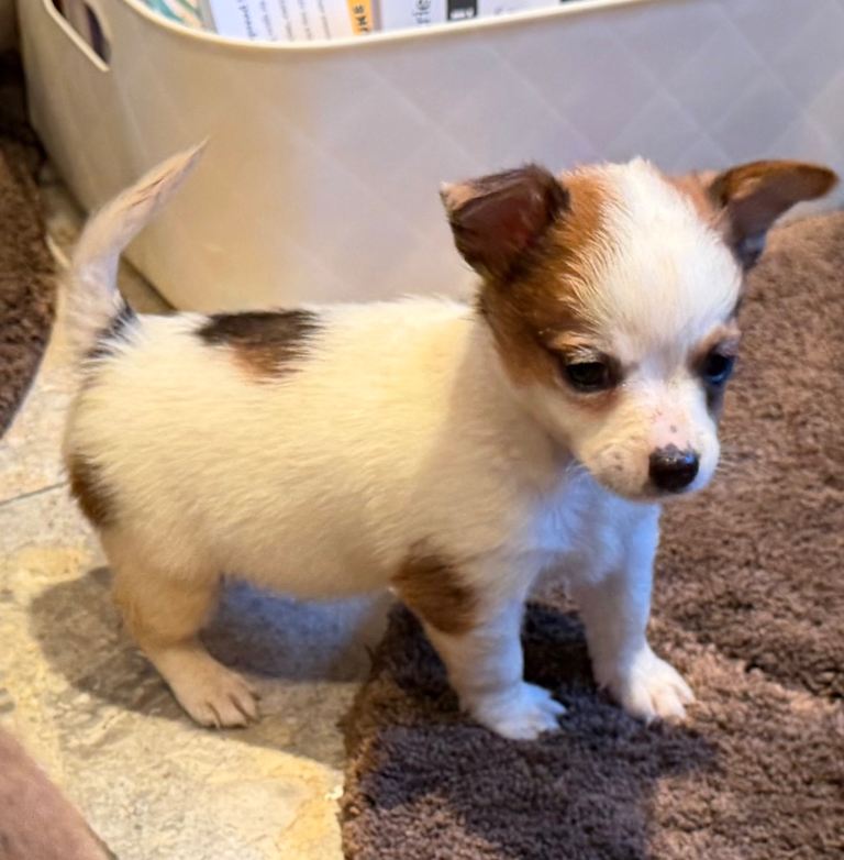 Pure Jack Russle short legged 