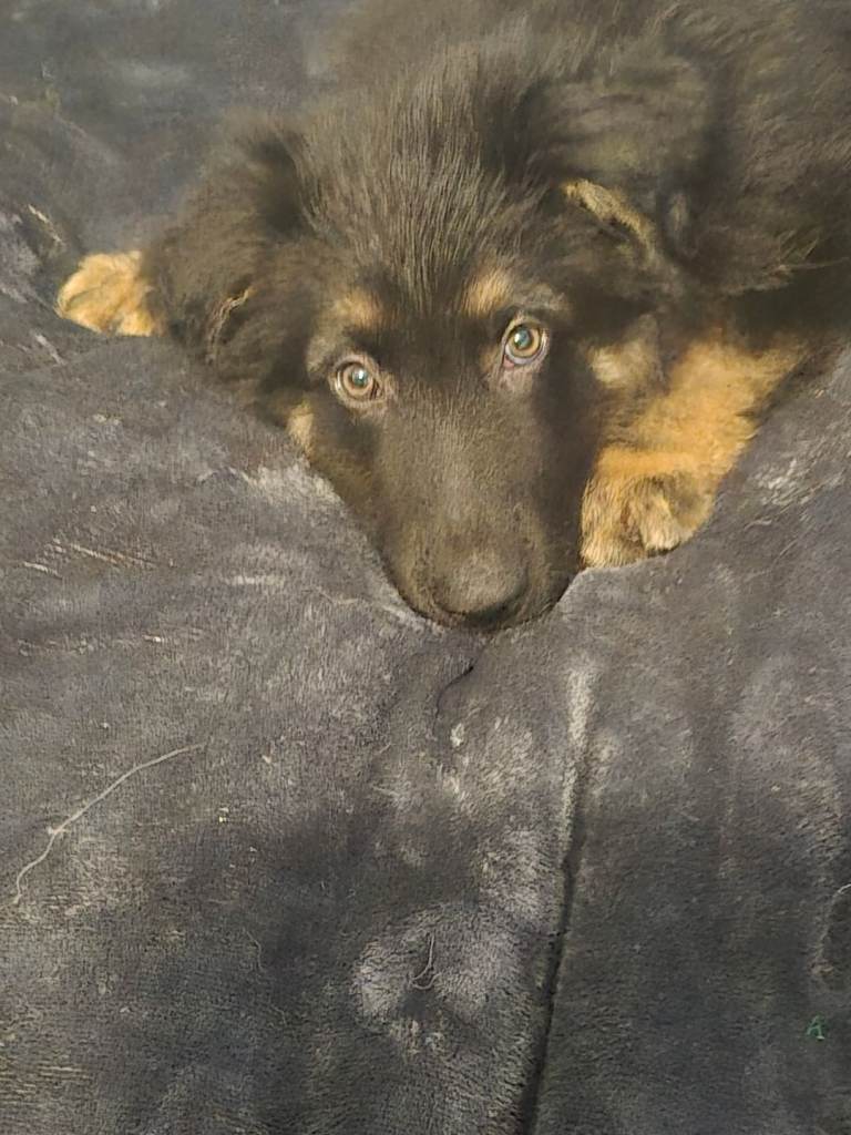 Beautiful german sheppard puppy 