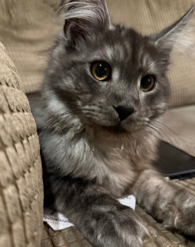 19 month old Full Maine Coon kitten