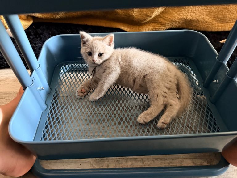 British shorthair kittens 