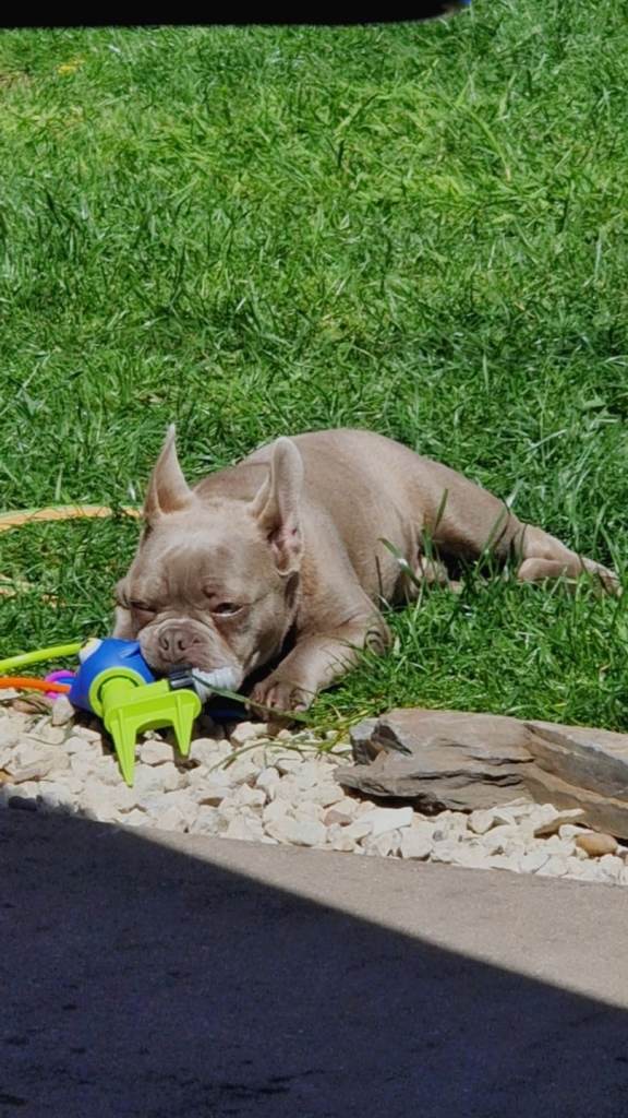 6 month old male frenchie 