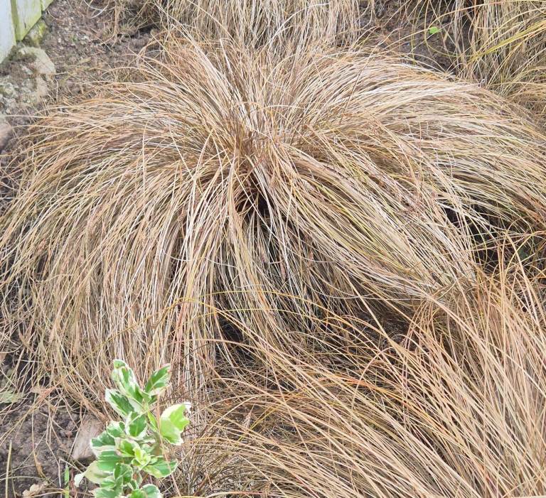 Garden plant- large Carex Comans Bronze