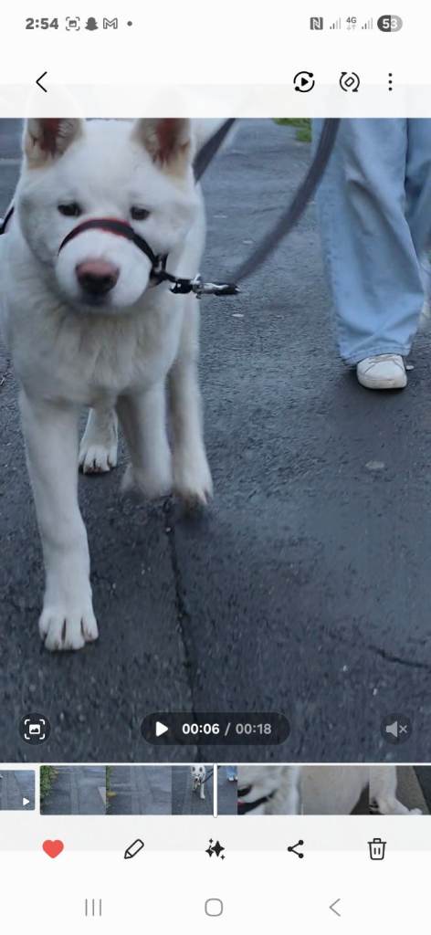 American akita £450 ono