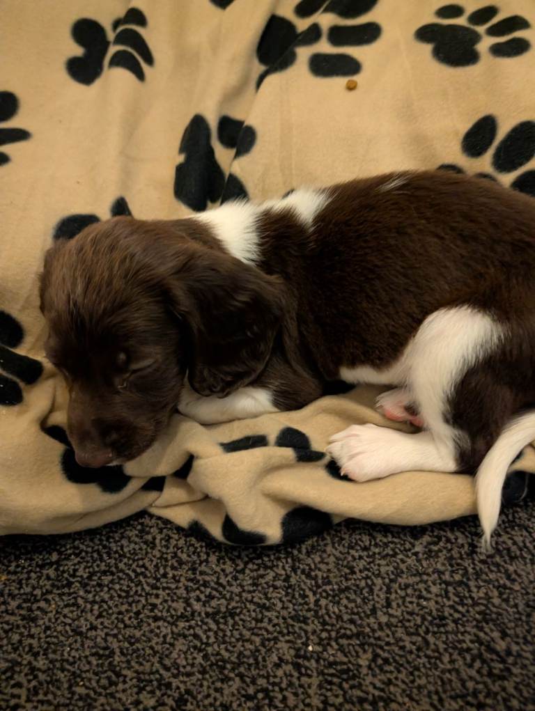 Springer spaniel 