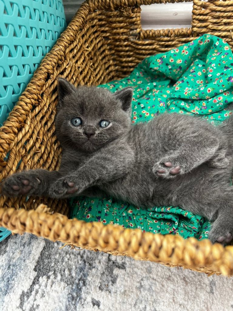 Fluffy British Shorthair Kittens – Ready from 6th Dec 