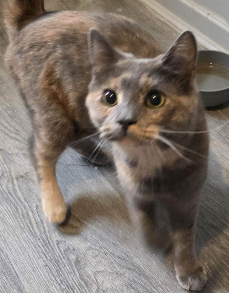 2 female kittens for a good home 