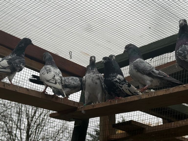 Pakistani high flyers for sale 