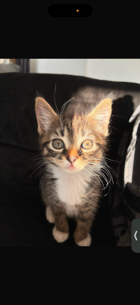 2 gorgeous kittens 