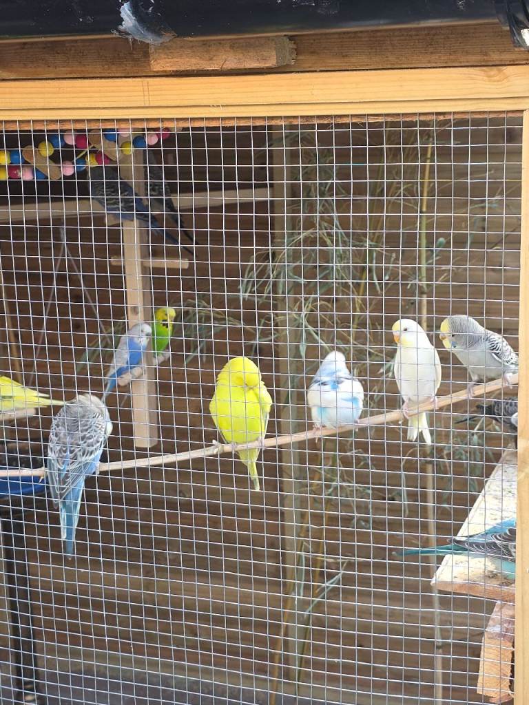 Baby Budgies for sale 
