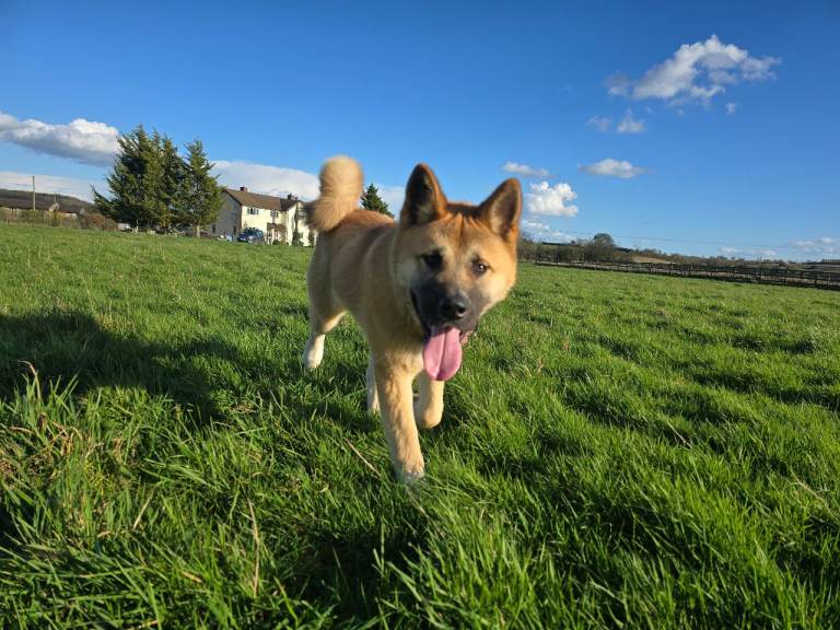 7 months old Akita Puppy 